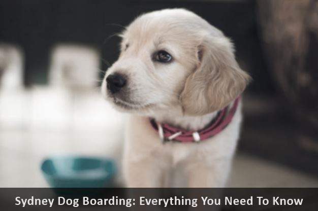Sydney Dog Boarding
